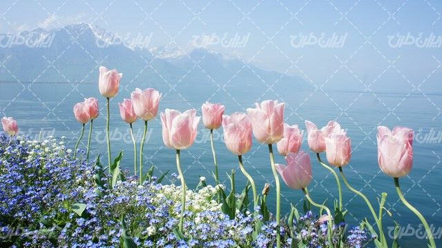 تصویر با کیفیت گل های زیبا همراه با منظره دریاچه و کوه