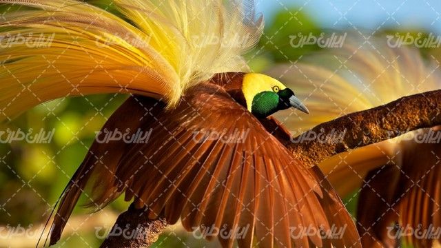 تصویر با کیفیت پرنده زیبا همراه با شاخه درخت و پرنده رنگی