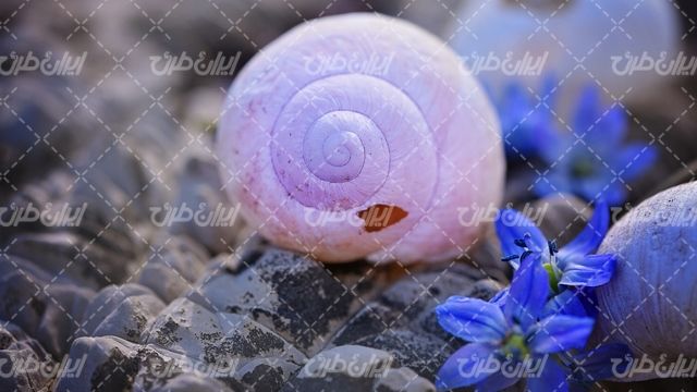 تصویر با کیفیت حلزون همراه با گل آبی طبیعی و سنگ