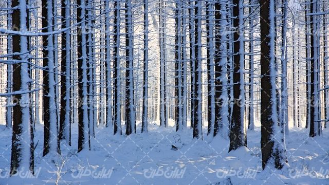 تصویر با کیفیت فصل زمستان همراه با درختان بلند و منظره برفی