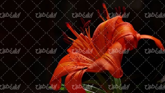 تصویر با کیفیت گل زیبای قرمز همراه با گل طبیعی و گلبرگ