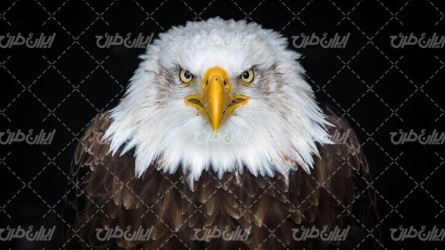 تصویر با کیفیت عقاب همراه با پرنده شکاری و سلطان آسمان
