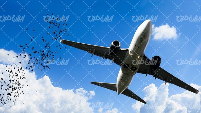 تصویر با کیفیت هواپیمای مسافربری همراه با آسمان آبی و پرنده ها