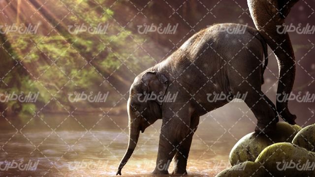 تصویر با کیفیت بچه فیل همراه با فیل و دریاچه زیبا