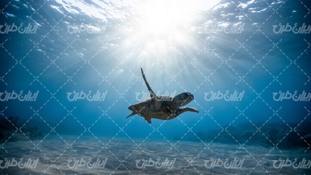 تصویر با کیفیت چشم انداز زیر دریا همراه با آکواریوم و لاکپشت