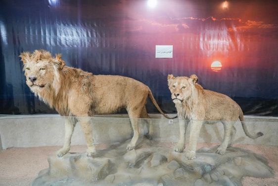 شیر موزه تاریخ طبیعی جاذبه گردشگری ارومیه