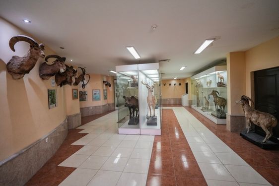 حیوانات موزه تاریخ طبیعی