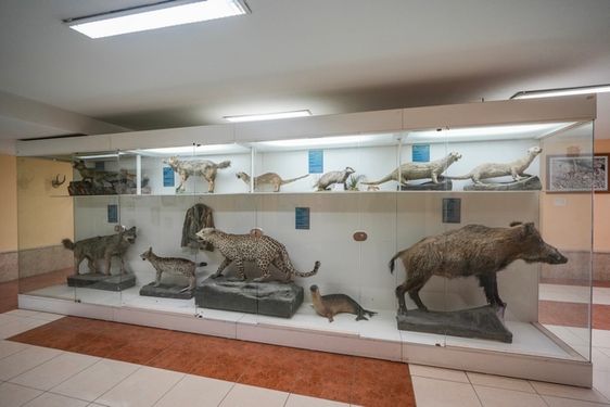 تصویر با کیفیت حیوانات موزه تاریخ طبیعی ارومیه