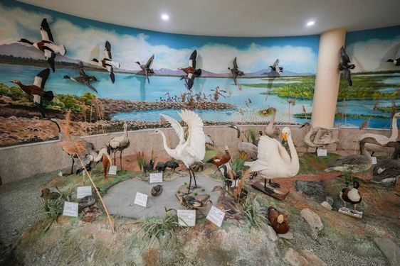 پرندگان موزه تاریخ طبیعی