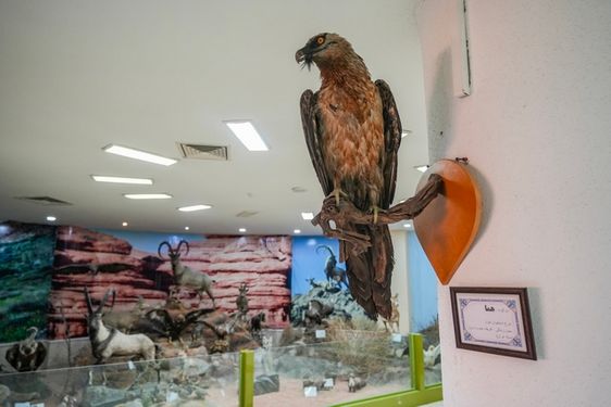 پرنده هما موزه تاریخ طبیعی