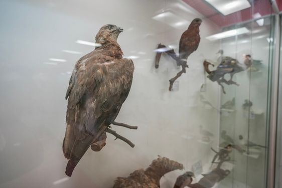 پرندگان موزه تاریخ طبیعی جاذبه گردشگری ارومیه