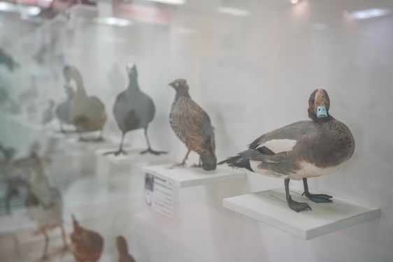 پرندگان موزه تاریخ طبیعی