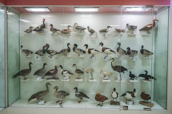 پرندگان موزه تاریخ طبیعی آذربایجان غربی