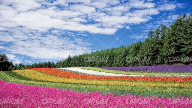 تصویر با کیفیت مزرعه گل همراه با کشاورزی و چشم انداز زیبای گل