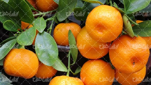تصویر با کیفیت میوه همراه با نارنگی و آب میوه طبیعی
