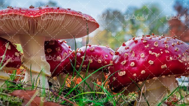 تصویر با کیفیت قارچ همراه با فصل بهار و چشم انداز چشم نواز