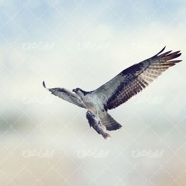 تصویر با کیفیت عقاب در حال پرواز همراه با ماهی و پرواز