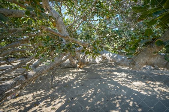 تصویر درخت انجیر معابد