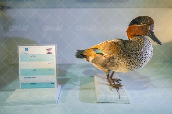پرنده موزه بزرگ زاهدان