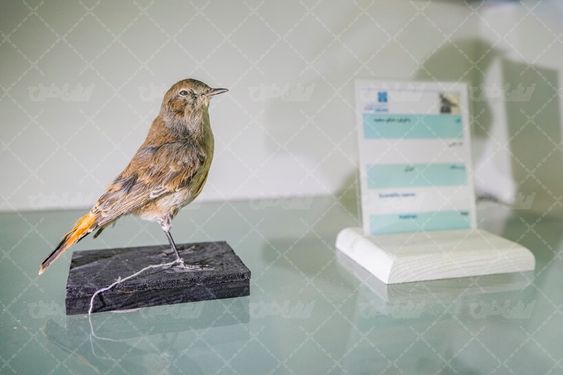 تصور با کیفیت پرنده موزه بزرگ زاهدان