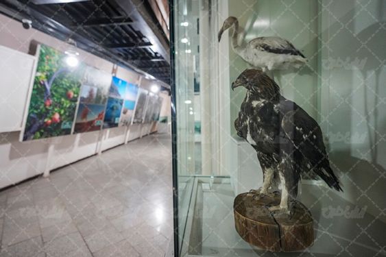 پرنده موزه بزرگ زاهدان