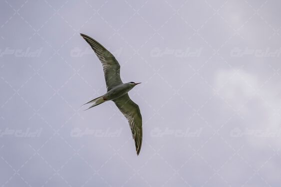 پرنده تالاب شادگان