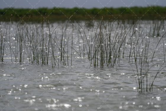 تالاب شادگان ایران