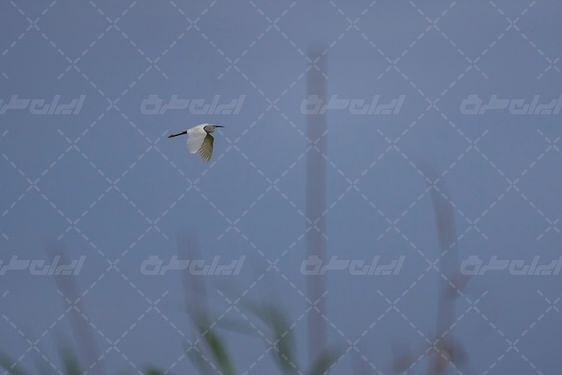 عکس با کیفیت تالاب شادگان