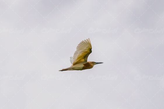 پرنده تالاب شادگان خوزستان