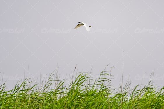 پرندگان تالاب شادگان