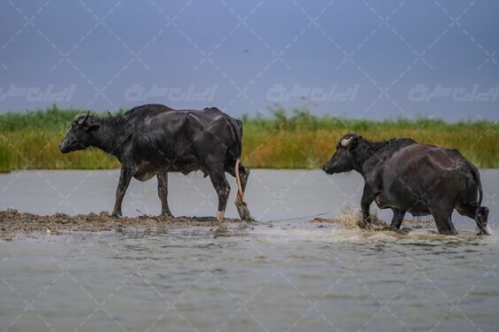 تالاب شادگان