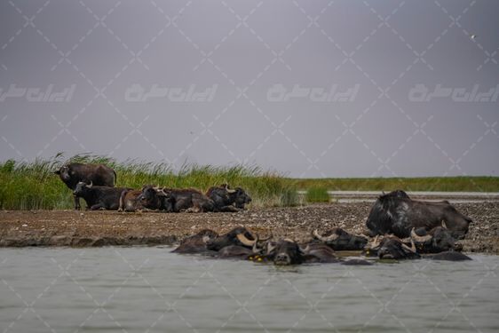 تالاب شادگان جاذبه گردشگری خوزستان