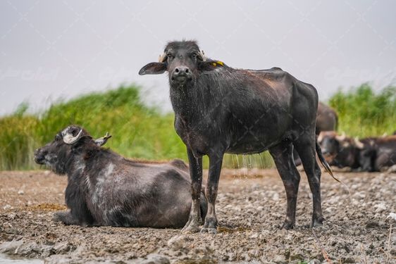 تالاب شادگان ایران