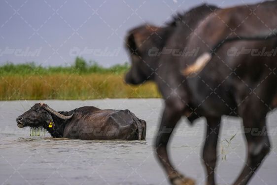 عکس با کیفیت گاومیش تالاب شادگان