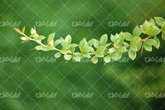 تصویر با کیفیت سبزه همراه با گل بهاری و گیاهان