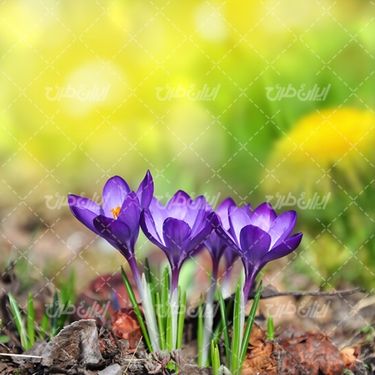 تصویر با کیفیت فصل بهار و گل بهاری و آسمان آبی