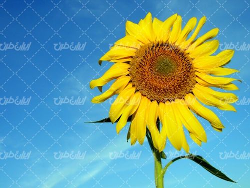 تصویر با کیفیت گل آفتابگردان و آسمان آبی و فصل بهار