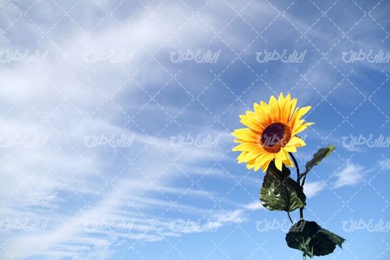 تصویر با کیفیت گل آفتابگردان و آسمان آبی و فصل بهار
