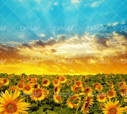 تصویر با کیفیت منظره زیبای مزرعه آفتابگردان همراه با چشم انداز غروب آفتاب