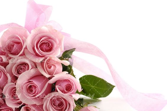 تصویر با کیفیت گل رز همراه با گلفروشی و دسته گل