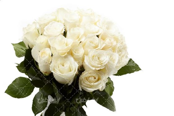 تصویر با کیفیت دسته گل رز سفید همراه با گلفروشی و دسته گل