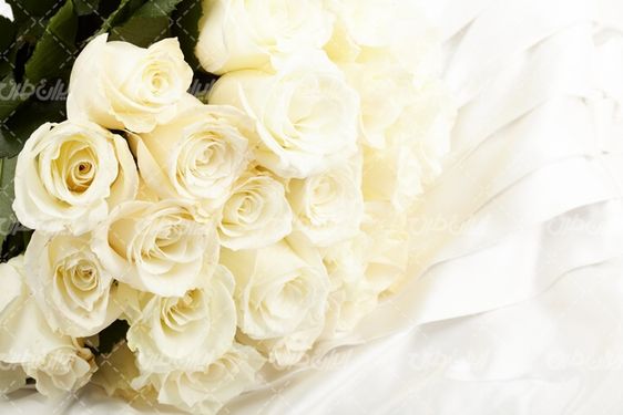 تصویر با کیفیت دسته گل رز سفید همراه با گلفروشی و دسته گل