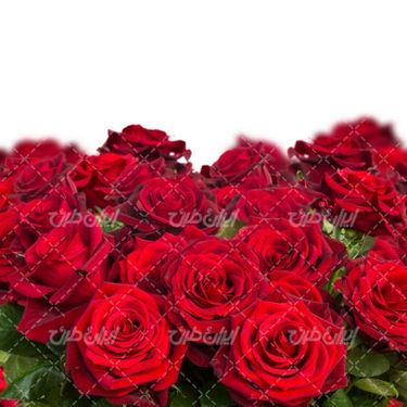 تصویر با کیفیت دسته گل رز طبیعی قرمز همراه با گلفروشی و دسته گل