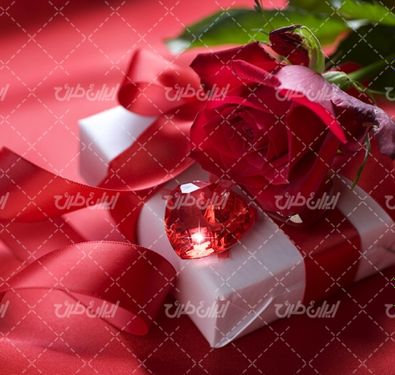تصویر با کیفیت شاخه گل رز طبیعی قرمز همراه با گل زیبا و گل رز