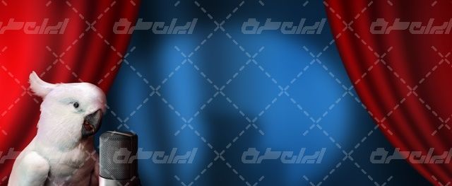 تصویر با کیفیت پرنده همراه با طوطی سفید و میکروفن حرفه ای