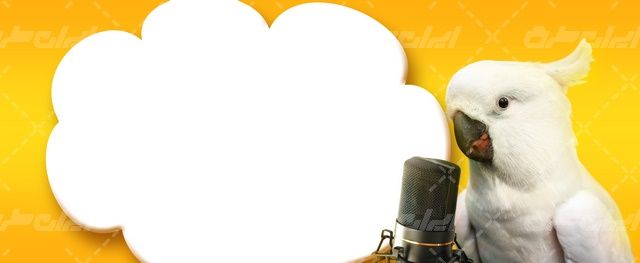 تصویر با کیفیت پرنده همراه با طوطی سفید و میکروفن حرفه ای