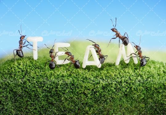 تصویر با کیفیت مورچه همراه با همکاری مورچه ها و کار تیمی