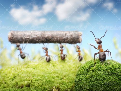 تصویر با کیفیت کار گروهی همراه با همکاری مورچه ها و کار تیمی