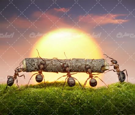 تصویر با کیفیت کار گروهی همراه با همکاری مورچه ها و کار تیمی