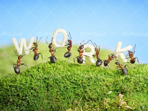 تصویر با کیفیت کار گروهی همراه با همکاری مورچه ها و کار تیمی